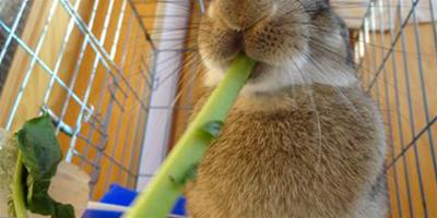 兔子吃布 會妨礙蠕動或阻塞腸道