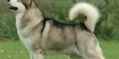 阿拉斯加雪橇犬為什麼眼屎多？什麼原因？