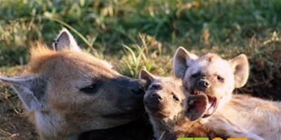 斑鬣狗具有很強的家庭觀念