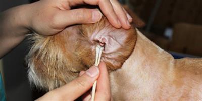 怎麼正確給寵物清理耳朵