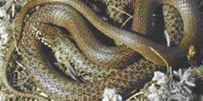 巴爾幹紋蛇的介紹