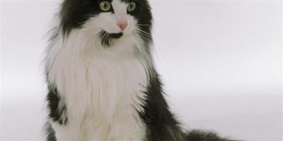 家庭養貓如何防過敏？
