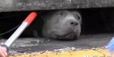 鬥牛犬被卡在下水道 被救出的一瞬間世界都亮了
