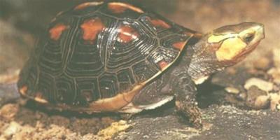 陸龜養殖場 陸龜飼養管理需要注意的事項