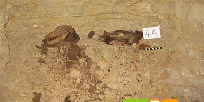 埃及墓穴發掘出木乃伊狗