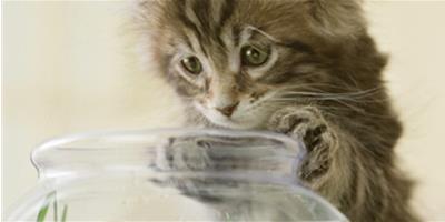 生淡水魚可能會要貓咪的命