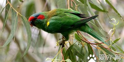 紅額綠鸚鵡養殖 紅額綠鸚鵡飼養需要注意事項