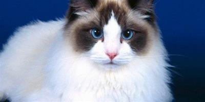 藍眼睛的貓是天生耳聾嗎？