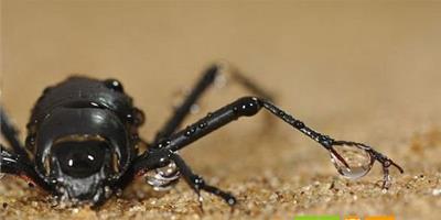 全球15種奇特動物——霧姥(fog-basking)甲蟲