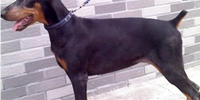 杜賓犬大小便訓練方法步驟