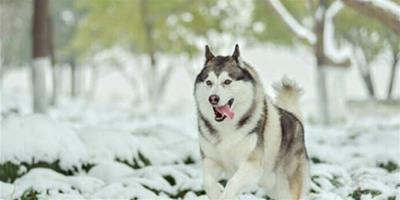 狗狗喜歡下雪的原因及雪天遛狗注意事項