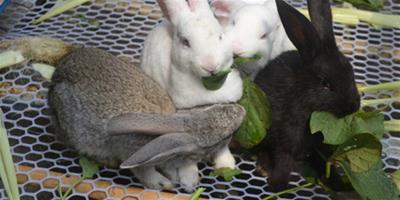 怎麼餵養兔子 注意草上不能有水
