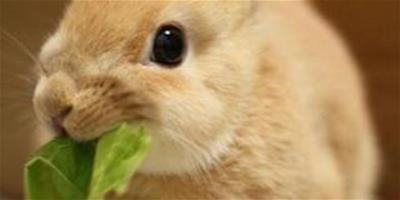 兔子能吃芹菜嗎 芹菜屬於刺激性蔬菜