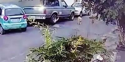 流浪狗過馬路慘被撞飛，而司機的做法更是讓人氣憤