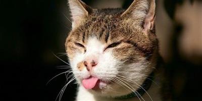 防止貓咪嘔吐的方法都有哪些