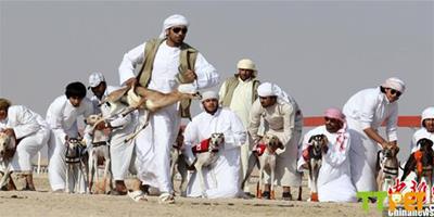 阿聯酋舉辦首屆阿拉伯傳統獵犬大賽