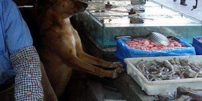 海鮮店老闆收養了一只快餓死的流浪狗，從此海鮮店的生意紅紅火火