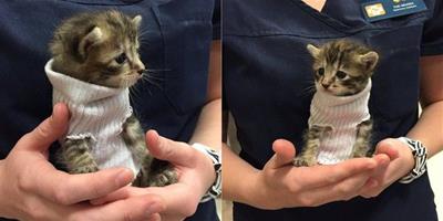 小貓從馬修颶風獲救 穿著特製小毛衣融化一家人