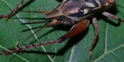 鐘蟋屬 —黃斑鐘蟋蟀的介紹