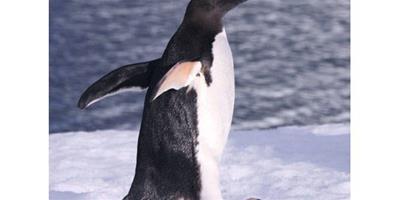 企鵝南極的名片與象徵