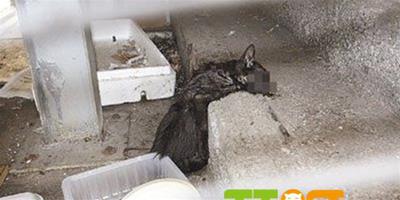 香港虐貓事件：活生生流浪貓被削皮虐殺