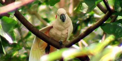 摩鹿加鳳頭鸚鵡的生活環境如何