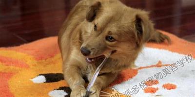 如何讓狗狗適應刷牙