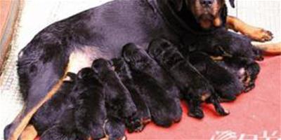 3歲羅威納犬六小時生下十三隻幼仔
