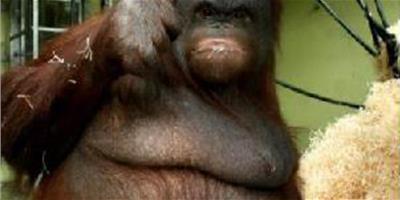 英國紅毛猩猩勵志減肥
