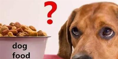 醫生小課堂：你家狗狗挑食嗎？
