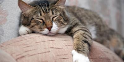 貓咪為什麼喜歡靠人睡 小時候很依賴人