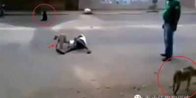 狗狗用身體拼命保護醉酒主人，過路行人被這一幕震驚了
