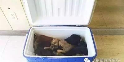 女子在路旁發現保冷箱打開一看，竟有9只狗狗擠一團差點活活悶死！