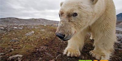 北極熊自助攝影