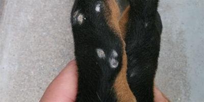 杜賓犬皮膚病總是復發如何治療