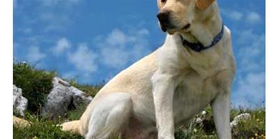 拉布拉多獲得最受歡迎犬種