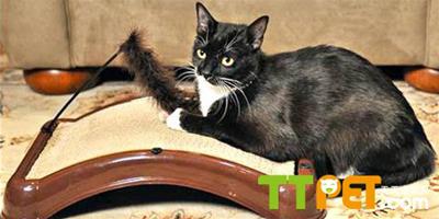 如何避免貓抓沙發？