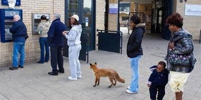 英國土豪狐狸ATM機前排隊取錢