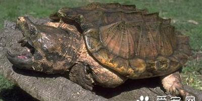 蛇鱷龜怎麼產卵 蛇鱷龜的產卵孵化注意事項