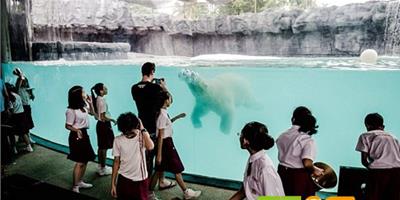 新加坡北極熊的超級“豪宅”