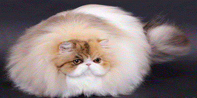 波斯貓外貌特點的介紹