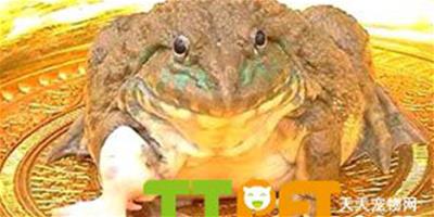 泰國發現長有7只腳的青蛙