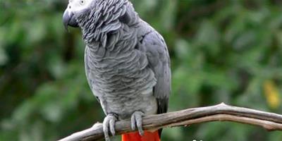 非洲灰鸚鵡多少錢一隻 據其大小不同價格不同