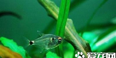 頭尾燈魚的飼養與繁殖 給予均衡的飲食