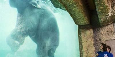 瑞士動物園建巨型水缸圍觀大象水中生活