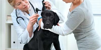 狗狗咽炎的症狀和防治