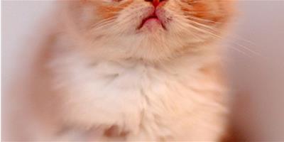 關於幾種常見寵物貓貓水療