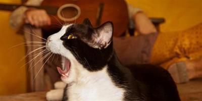英研究發現:特定聲音容易誘發老貓癲癇