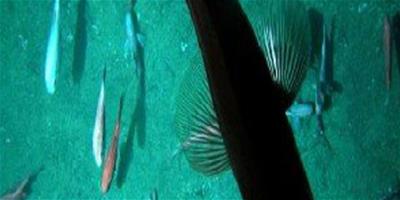 紐西蘭海底山驚現生物群落