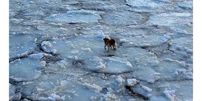 狗狗踩浮冰漂百餘公里獲救